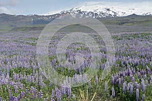 Purple Lupine flower fields, Iceland