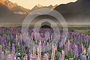 Purple lupine flower with mountain background morning view