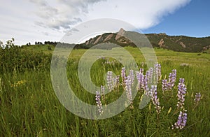 Purple lupine flowers