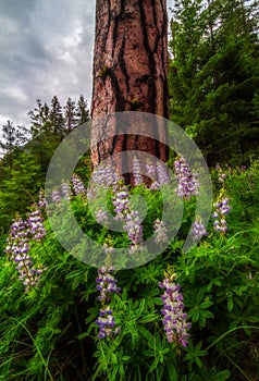 Ponderosa Pine Tree, Washington State