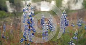 Purple lupine flowers blooming in spring surround by golden grass on a levee