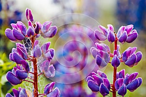 purple lupine flowers in dew