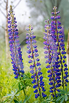 purple lupine flowers in dew