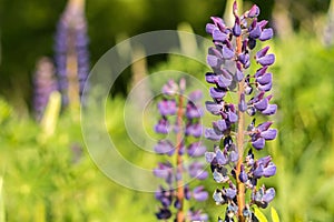 Purple Lupine flowers in the park. Lupinus blooms