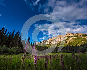 Purple Lupine flowers Pinnacle ridge San Juan Mountains