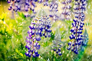 Lupine in rain