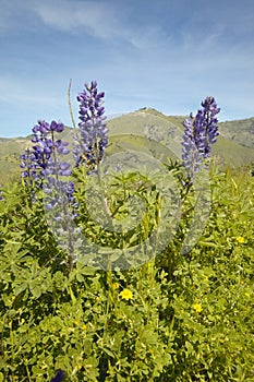 Purple lupine and green grass in spring hills of Figueroa Mountain near Santa Ynez and Los Olivos, CA photo