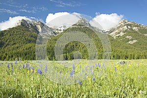 Purple lupine and mountains in Centennial Valley near Lakeview, MT