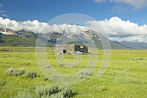 Purple lupine surrounding deserted cabin with mountains in Centennial Valley, near Lakeview, MT