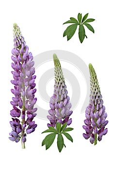 Purple lupines photo