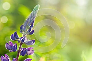 Purple lupines blooming in the field in summer background