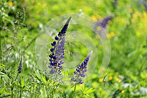Purple lupines blooming in a mountain meadow