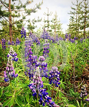 Purple lupines flowers