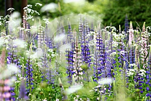 Purple Lupines and meadow flowers