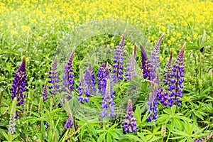 Purple lupines in summer field