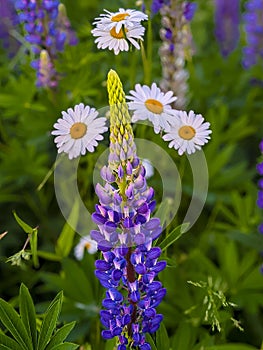 Purple lupines with White and Yellow Daisies and Green Foliage