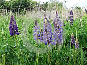 Purple lupines. Wonderful flowers