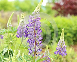 Purple Lupins on Bright Sunny Day
