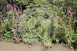 Purple lupins and vegetation at side of riverbank