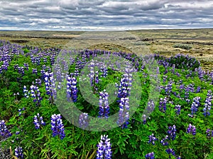 Purple Lupinus Flower in Iceland