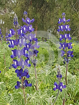 Purple Lupinus pilosus Flowers