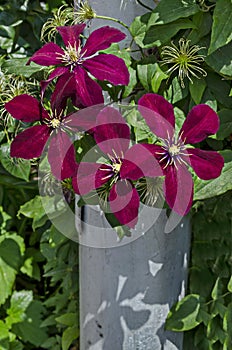 Purple lush clematis flower in bloom at natural outdoor garden