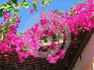 Purple and luxurious bougainvillea in Greece