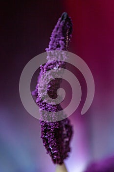 Purple macro close up of a black tulip stamen with visible pollen powder.