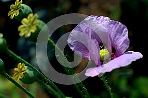 Purple macro poppy flower