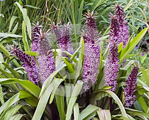 Purple and magenta flower spikes of Pineapple Lily, Eucomis `Joy`s Purple`, in garden border. Raindrops on leaves.