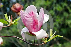 Purple magnolia