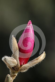 Purple magnolia bud