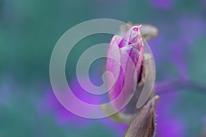 Purple magnolia bud on a branch in springtime. Beautiful spring flowers. Toned image. Copy space.