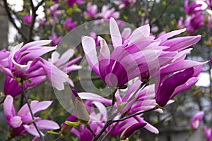 Purple magnolia bush with large flowers.