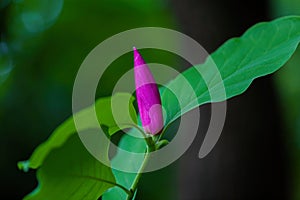 Purple magnolia flower on branch