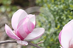 A purple magnolia flower has opened its petals in half