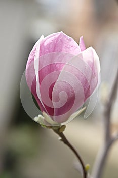 A purple magnolia flower has opened its petals in half