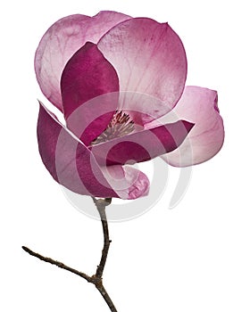 Purple magnolia flower, Magnolia felix isolated on white background, with clipping path