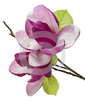 Purple magnolia flower, Magnolia felix isolated on white background, with clipping path