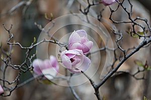 Purple magnolia flowers. Saucer magnolia flower close up