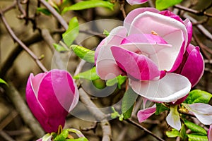 purple magnolia liliiflora in full bloom photo