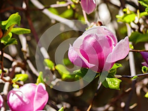 purple magnolia liliiflora in full bloom photo