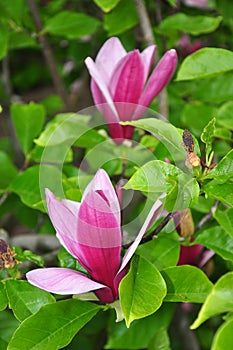 Purple magnolia Magnolia liliiflora photo