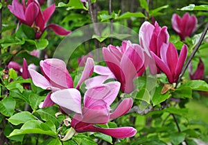 Purple magnolia Magnolia liliiflora photo