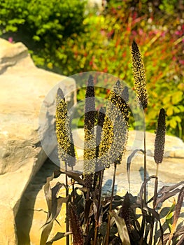 Purple Majesty in the autumn afternoon sunï¼ˆPennisetum glaucum