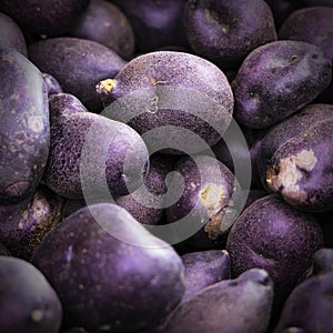 Purple Majesty Potatoes