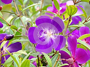 Purple Malabar Melastome flowers blooming in Blossom Hydel Park, Kerala, India