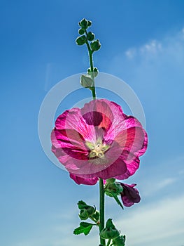 Purple mallow