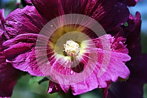 Purple mallow flower, petals and pistil close up detail