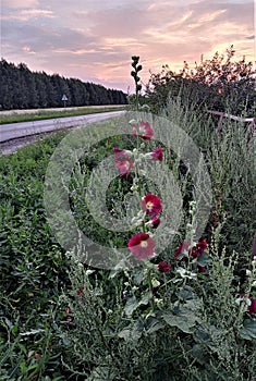 Purple mallows, bushes, road and  sunset sky